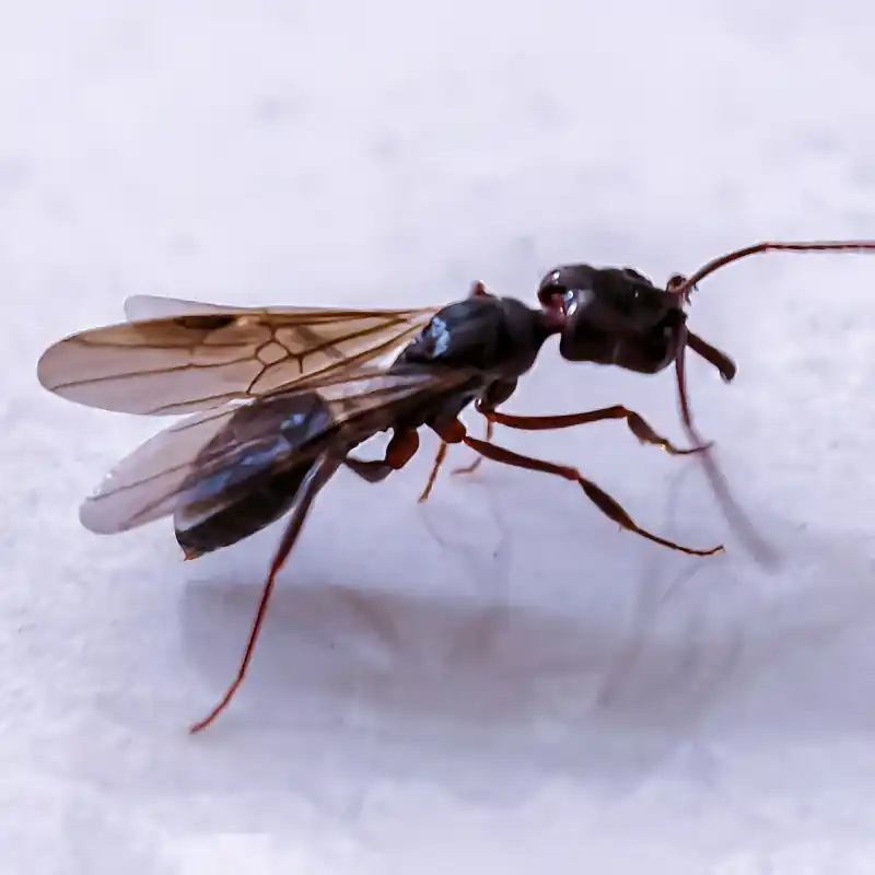 ant control service