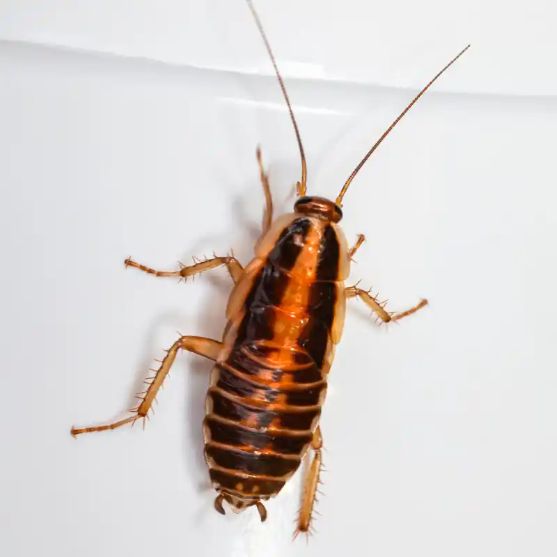Cockroach Extermination