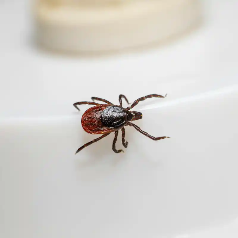 Flea & Tick Treatments Service