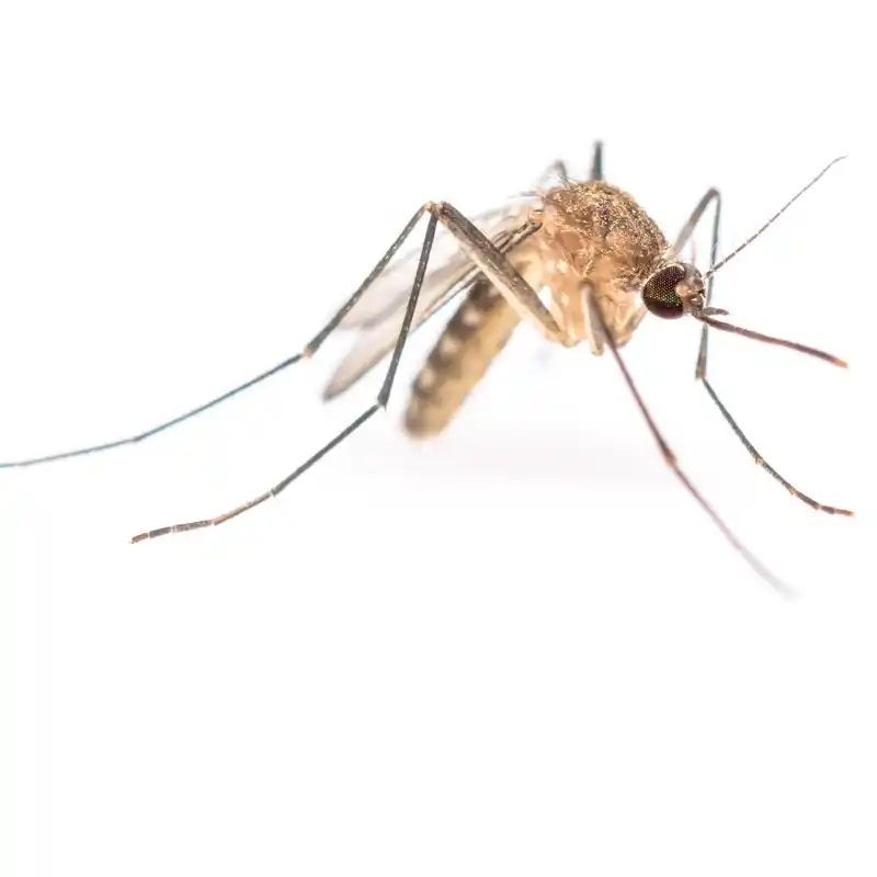 Mosquito Control service