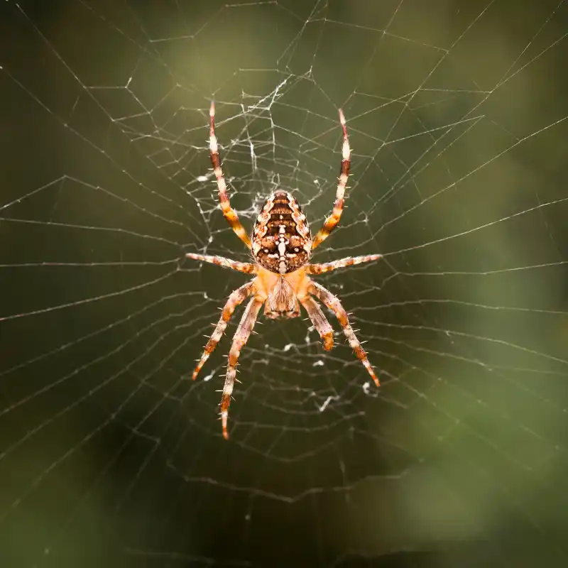 Spider Control Service