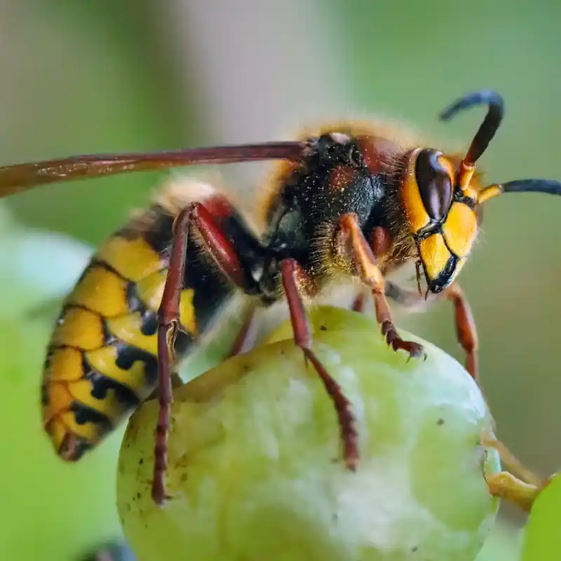 Wasp & Hornet Control Service