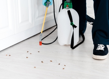 ant removal services in Washington