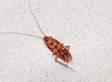 cockroach removal services in Washington