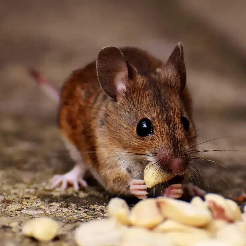 rodent control service
