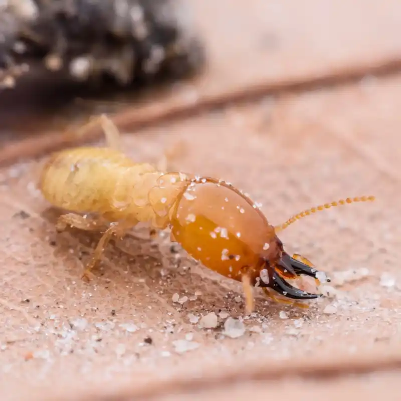 termite control service