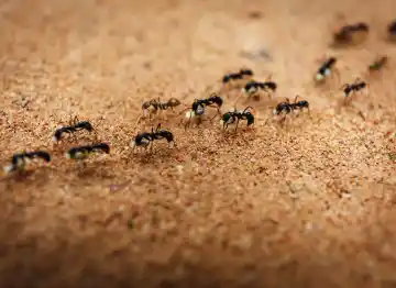 ant elimination services py Washington pest pros