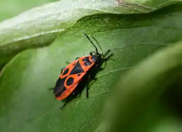 Bed Bug control services by Washington Pest Pros