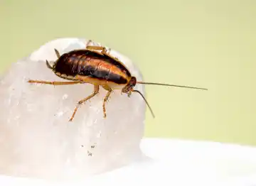 Cockroach Extermination Services by Washington pest pros