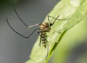Mosquito removal services by Washington pest pros