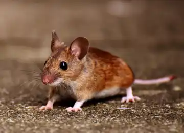 Rodent control services py Washington pest pros
