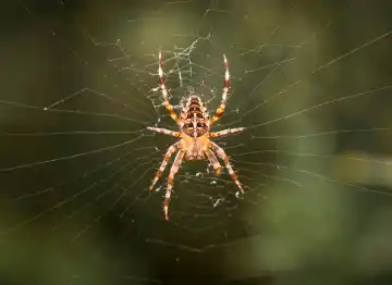 spider removal services py Washington pest pros