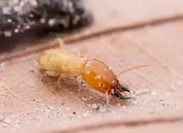 Termite control services by Washington pest pros