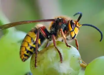 Wasp & Hornet Control Services by Washington pest pros