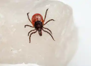 flea and tick treatment services by Washington pest pros
